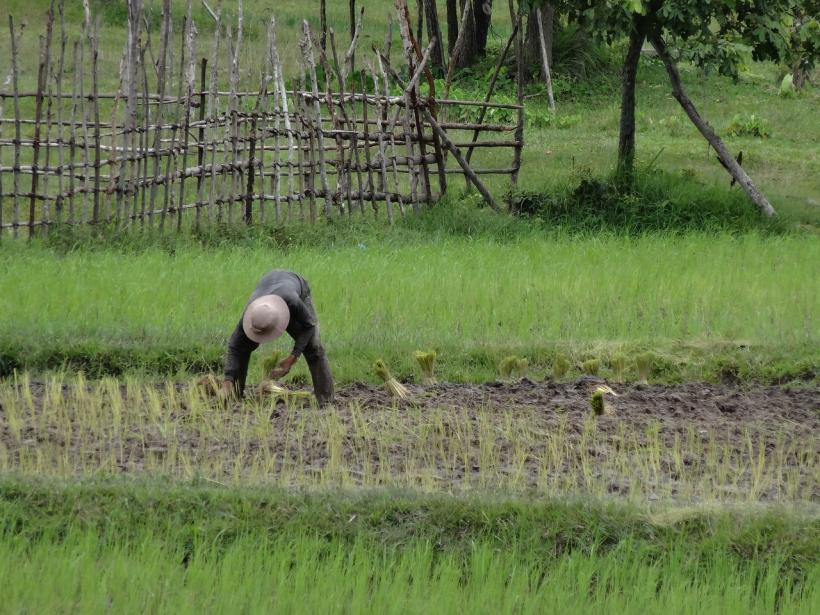 Pesticide riz cambodge
