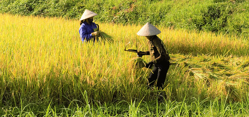 Riz non decortique paddy cambodge