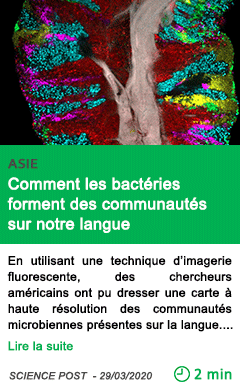 Science comment les bacteries forment des communautes sur notre langue