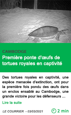 Science premie re ponte d ufs de tortues royales en captivite