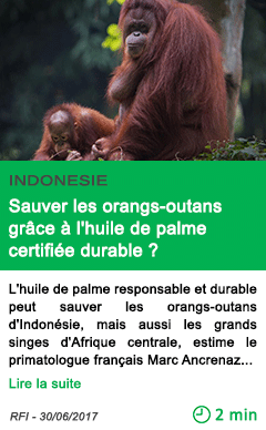 Science sauver les orangs outans grace a l huile de palme certifiee durable