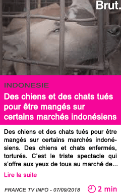 Societe des chiens et des chats tues pour etre manges sur certains marches indonesiens