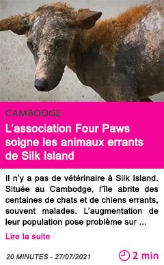 Societe l association four paws soigne les animaux errants de silk island